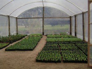 Vivero Inclusivo 5